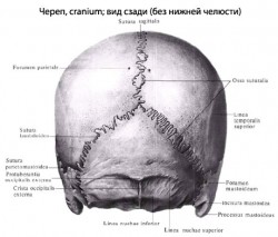 НОРМАЛЬНЫЙ ЧЕРЕП СЗАДИ.jpg