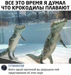 крокодилы.jpg
