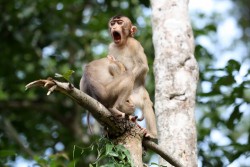 обезьянки.jpg