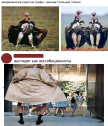 грифы.jpg