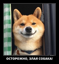dog1.jpg
