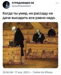 рассада.jpg