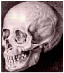 Красивый череп кавказоида.png