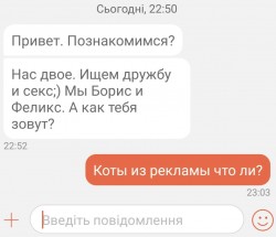 коты.jpg