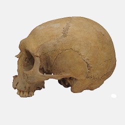 Human-Skull_16-century_НЕТ ШВА 1.jpg