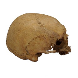 Human-Skull_16-century_НЕТ ШВА 2.jpg