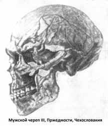 Мужской череп III, Пржедмосте, Чехословакия 1.png