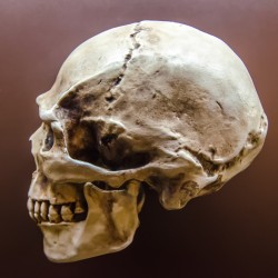 Мужской череп III, Пржедмосте, Чехословакия 2.jpg