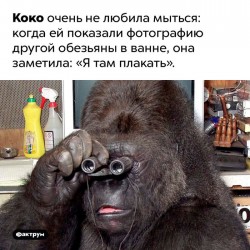 коко4.jpg