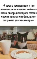 котик.jpg