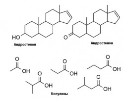 андростенон.jpg