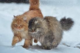 сибирские кошки.jpg