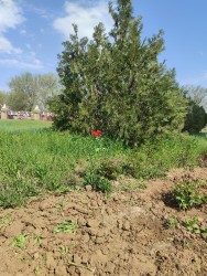 IMG_20240414_100757.jpg