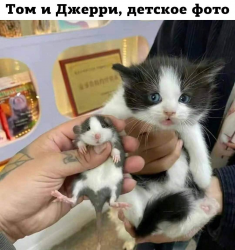 изображение_2025-03-13_224416184.png