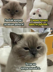 изображение_2025-04-07_211115272.png
