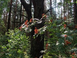 2_CRW_0025.jpg
