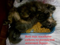 поездато.jpg