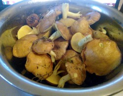 маслята.jpg