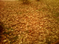 IMG_20161101_153907863.jpg