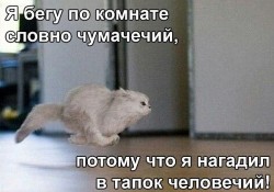 кот.jpg