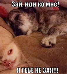 зая.jpg