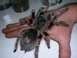 Grammostola-aureostriata.jpg