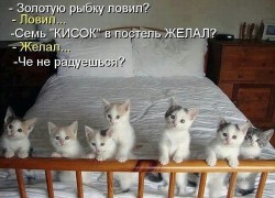 золотая рыбка.jpg