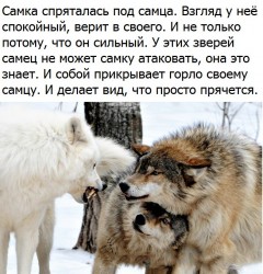самка.jpg