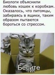 кошки.jpg