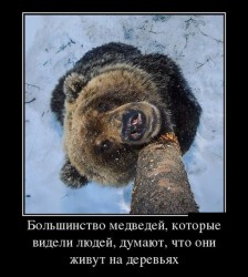 большинство медведей.jpg