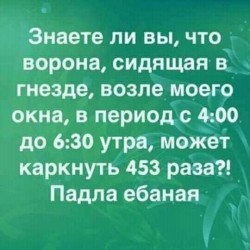 ворона.jpg
