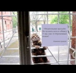 Кот.jpg