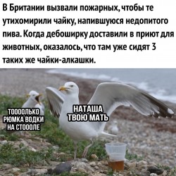 чайки.jpg