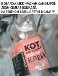 кот.jpg
