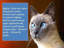 диета.jpg