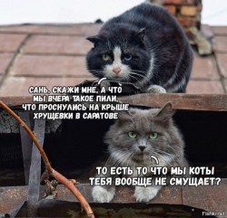 коты.jpg