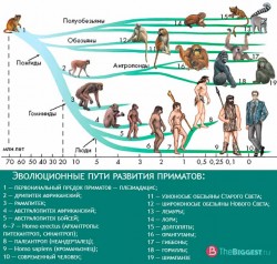 evolyutsiya-primatov.jpg