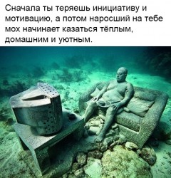 мох.jpg