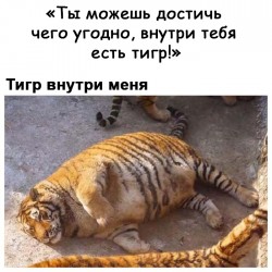 тигр.jpg